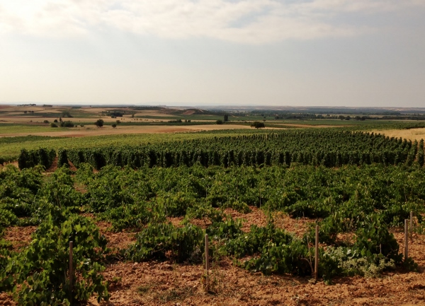 Jerôme_Bougnaud_viñas_Pingus_y_Flor
